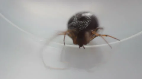 Spider (shoting of the insect on macro) Stock-Footage 35630295