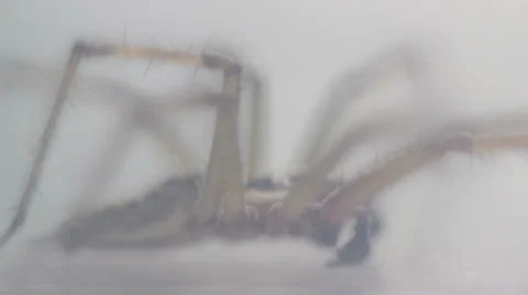 Spider (shoting of the insect on macro) Video stock 35632147