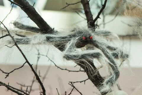 A spider side view on the branches of a tree, from which a spider's web hangs. Stock Photos