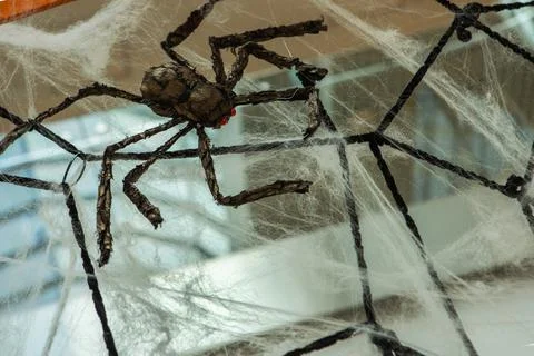 A spider side view from which a spider's web hangs. Stock Photos