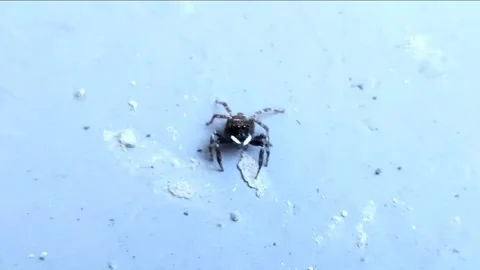 Spider Sign on the Ground Stock Footage 337104265