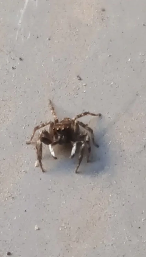 Spider, Sign of Ground Shaking, Vertical Footage Stock Footage 337104266