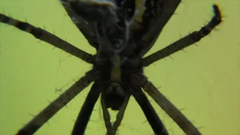 Spider silhouette Video stock 83772699