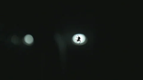 Spider Silhouette Night Light Stock Footage 53379173