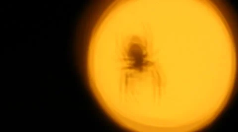 Spider silhouette oof Stock Footage