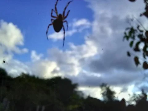 Spider silhouette Stock Photos
