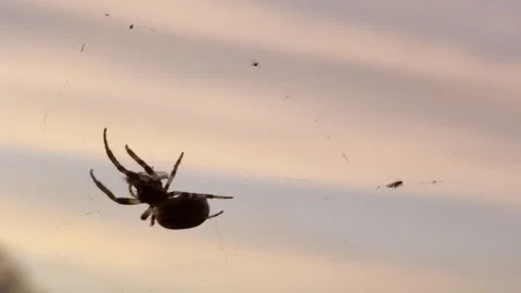 Spider Silhouette on Web at Sunset Видео 344807566