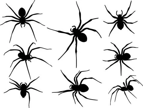 Spider Silhouettes Group on White Background Stock Illustration