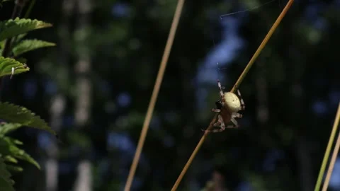 Spider on a single yellow blade of grass. Sweden, Scandinavia, Europe. Stock Footage 256106504