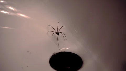 Spider in a sink Stock Footage 89782197