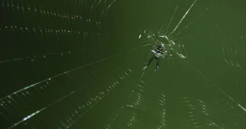 Spider siting on spiderweb Stock Footage 103747941