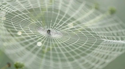Spider siting on spiderweb with water drops Stock Footage 68102133