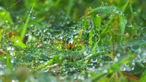 A spider sits on a blade of grass, waiting for its prey. Video stock 250455117