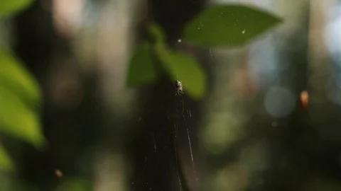 The spider sits in the center of the web Stock Footage 116986391