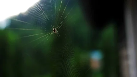 The spider sits in the center of the web, macro Stock Footage 78223431