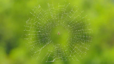 The spider sits in the center of the web. Slow motion. Video stock 88340104
