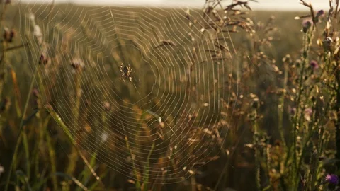 The spider sits on a cobweb Stock Footage