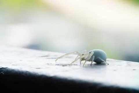The spider sits on a flat surface. Getting ready for an attack. Side view. wi Stock Photos