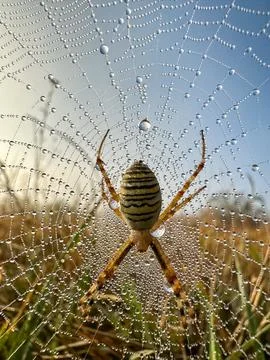 A spider sits gracefully in its web, adorned with water drops Stock Photos