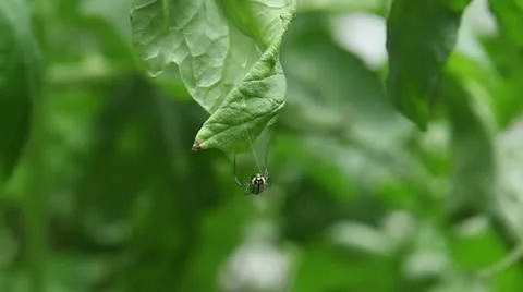 Spider sits on hanging leaf Vídeos de archivo 11700964