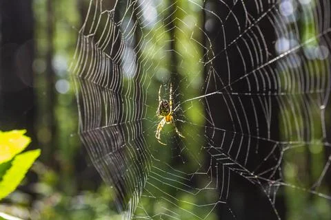 The spider sits inside a web that he himself weaved in the forest. Stock Photos