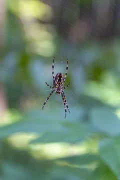 The spider sits inside a web that he himself weaved in the forest. Stock Photos