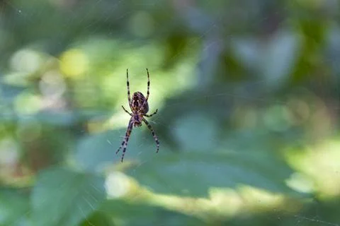 The spider sits inside a web that he himself weaved in the forest. Stock Photos