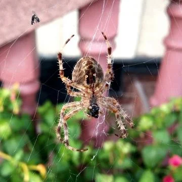 A spider sits on its spider's web Stock Photos