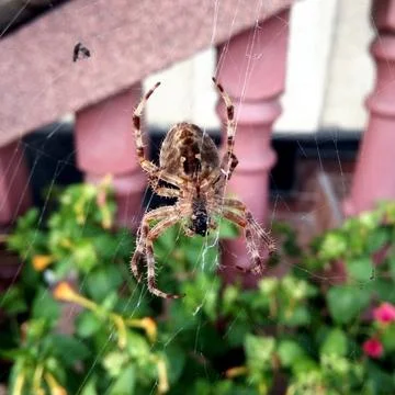 A spider sits on its spider's web 库存照片