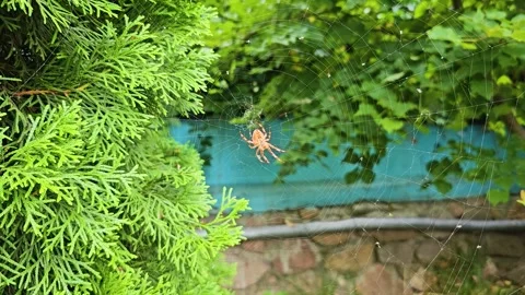 A spider sits on its web and tugs at the threads. Video 60 fps, UHD Stock Footage 314909096