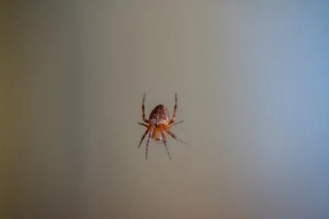 A spider sits on its web Stock Photos