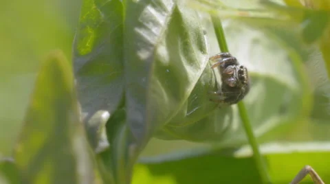 The spider sits on leaf Stock Footage 52313419