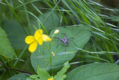 Spider sits on a plant leaf Stock Photos