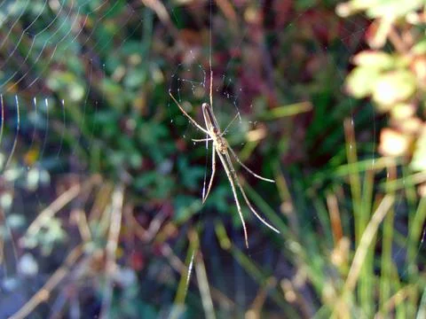 Spider sits on spider web Fotos de archivo