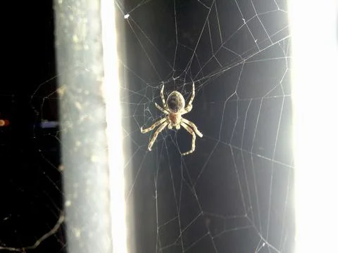 A spider sits on the spider's web Stock Photos