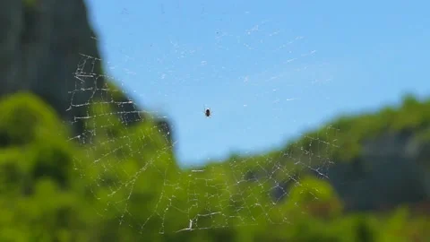 The spider sits on a transparent web. Slow motion. Stock Footage 88340061