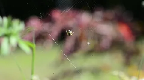 Spider sits waiting for prey on a web Stock Footage 11839129