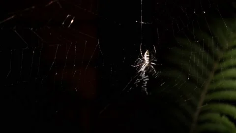 Spider sits on a web 4k Stock Footage 138210105