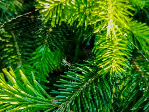 The spider sits on a web on a Christmas tree in bright sunlight. danger in the Stock Photos
