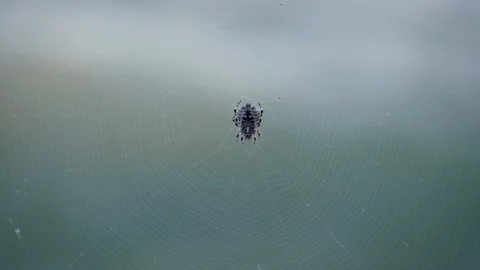 Spider sits on a web. Crimean spider Alkoga. Stock-Footage 119711202