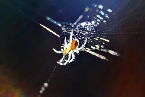 Spider sits on web on dark background. Stock Photos
