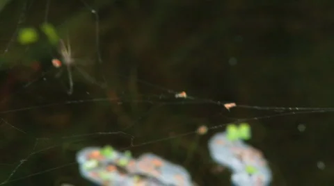 Spider sits on a web Stock Footage 637214