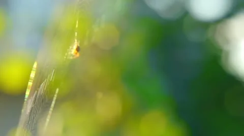 The spider sits on the web. Stockbeeldmateriaal 11532781