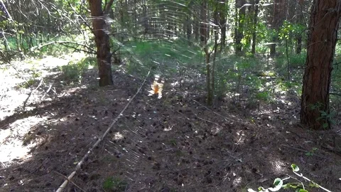 The spider sits on the web Stock Footage 80987398