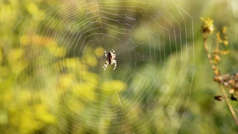 The spider sits on a web 库存影片 94384563
