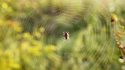 The spider sits on a web 库存影片 94384848