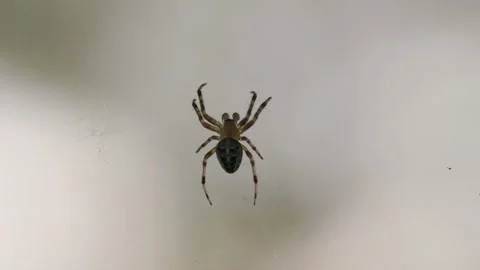 Spider sits on a web Stock-Footage 168497832