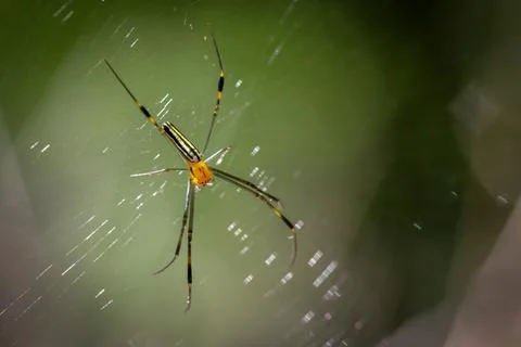 A spider sits on a web in the forest. Stock Photos
