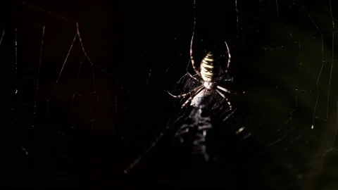 Spider sits on a web large 4k 動画素材 138210099
