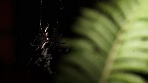 A spider sits on a web large on a background of a green leaf 4k Stock Footage 138210201